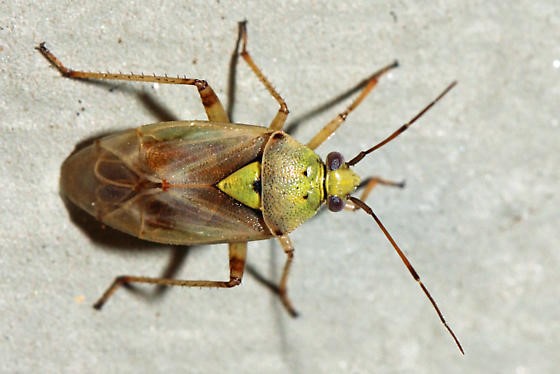 Tarnished plant bug